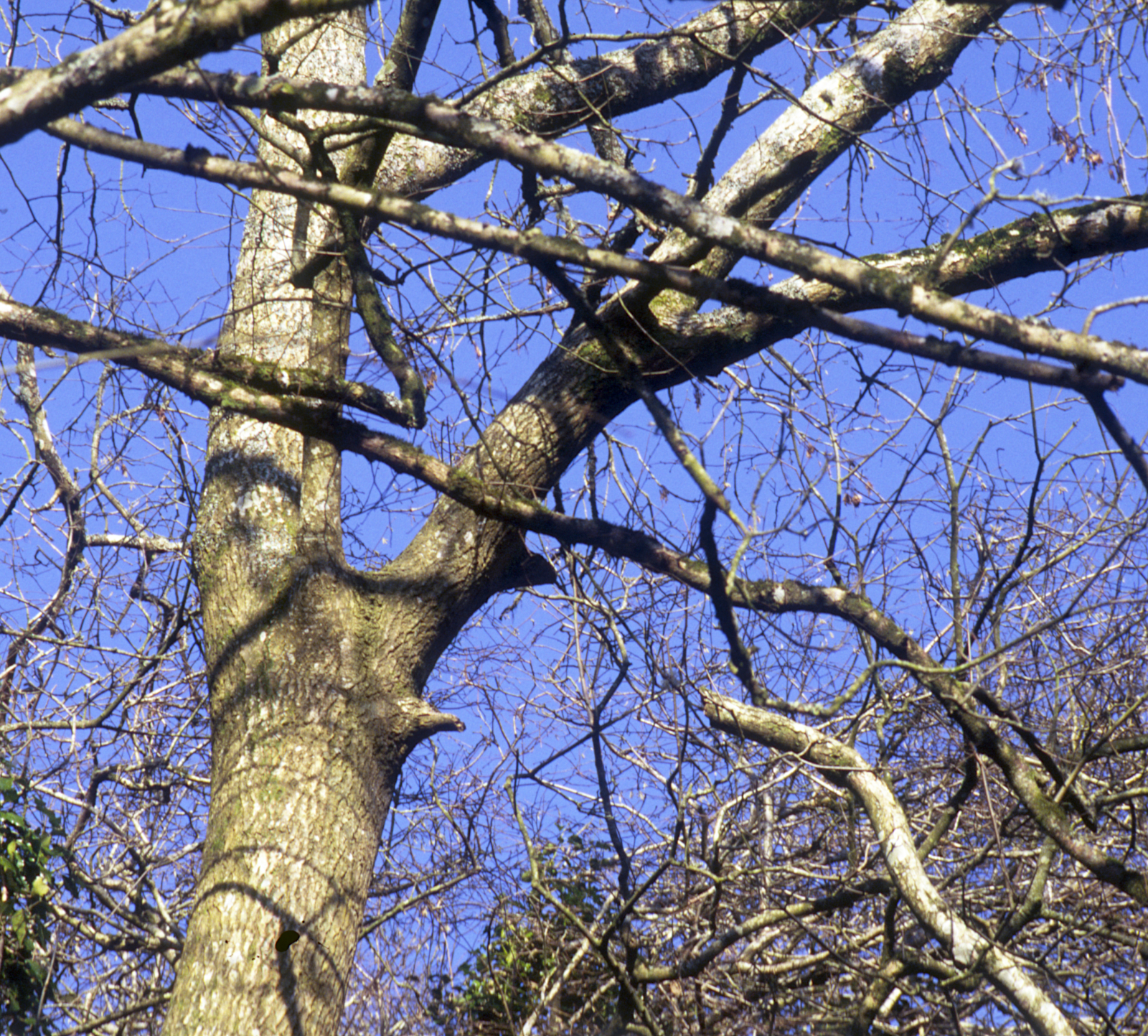 Winter Trees Pillaton